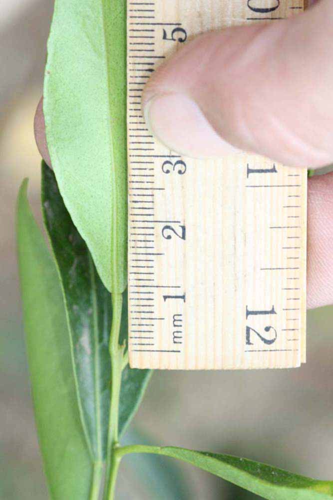              Unifoliolate leaf (Riverside, CA)       